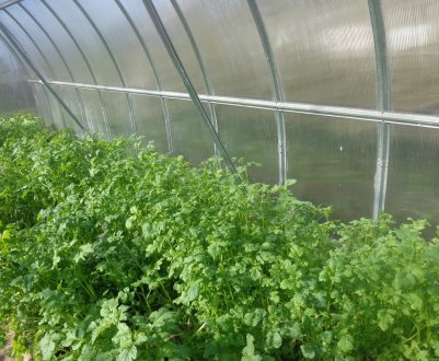 Сидерати в теплиці: характеристики, особливості використання