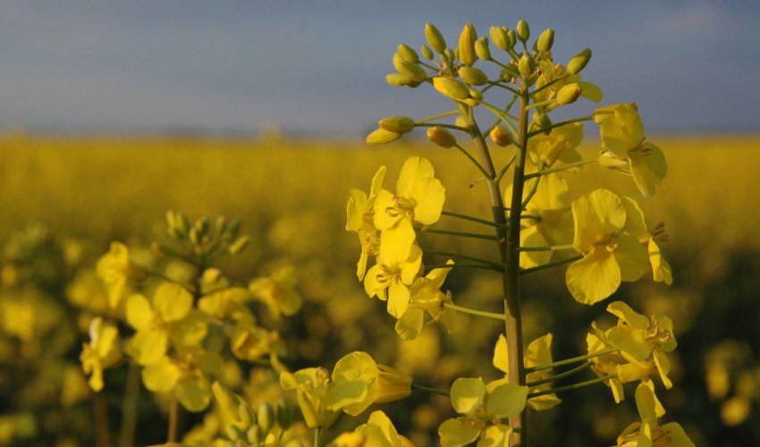 Ріпак Ріпак