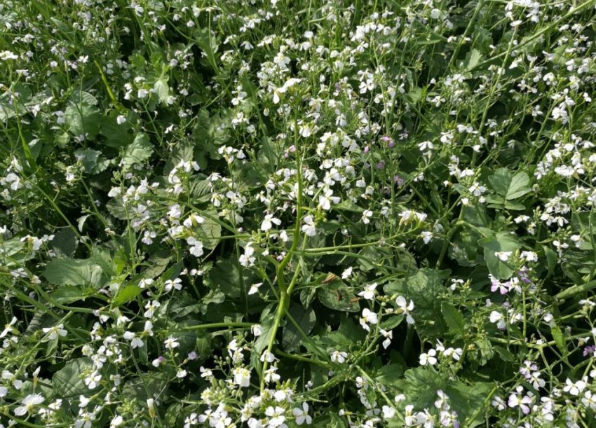 Редька Редька