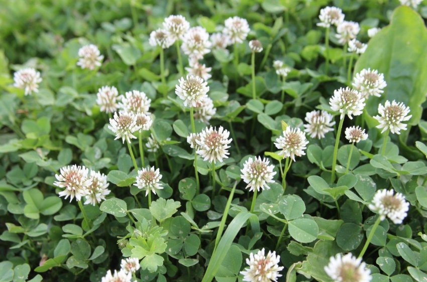 Білий конюшина Білий конюшина