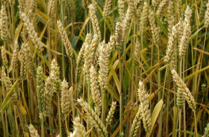 Злакова культура Злакова культура