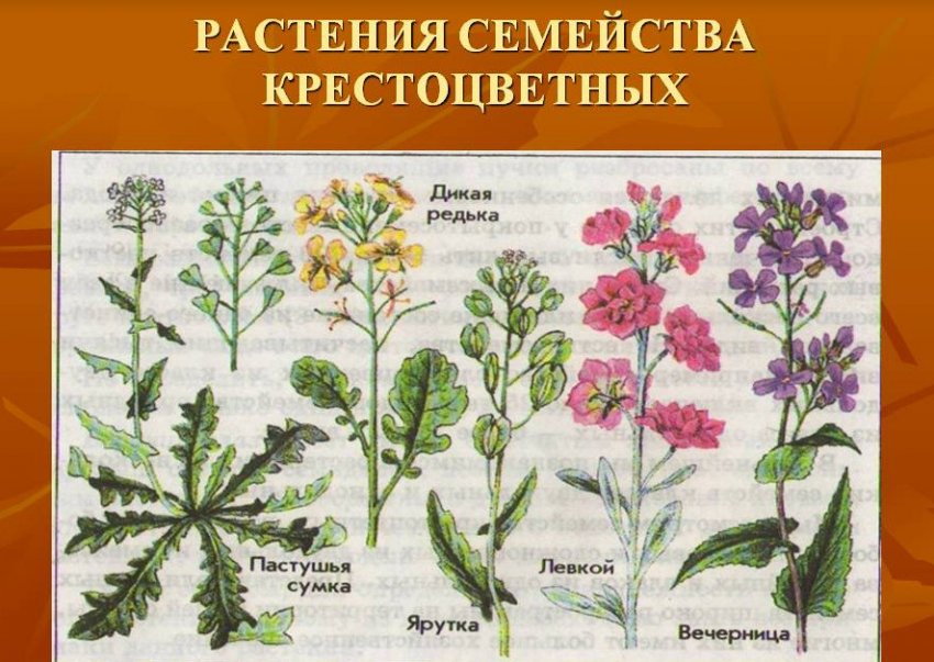 Хрестоцвіті Хрестоцвіті