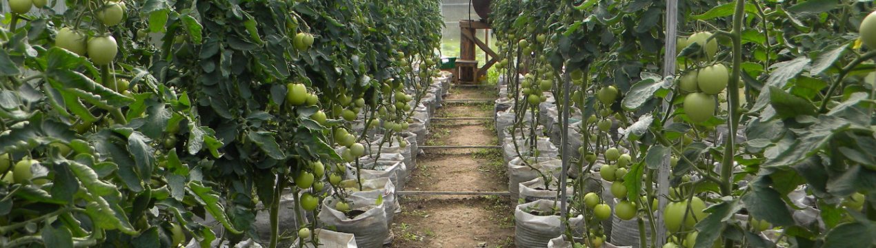 Особенности выращивания помидоров на Урале в теплице