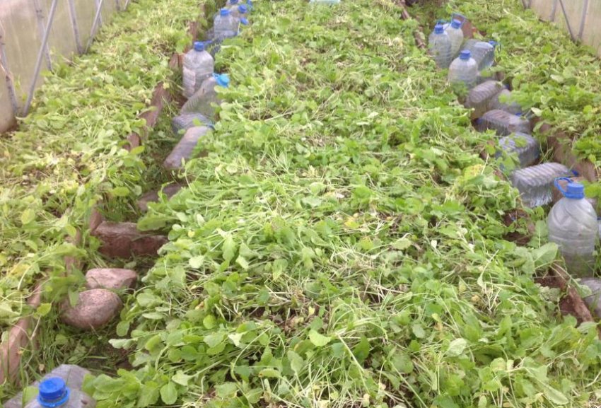 Зріз сидератів Зріз сидератів