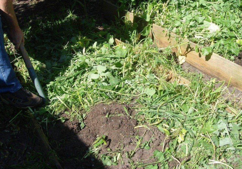 Перекопування сидератів Перекопування сидератів