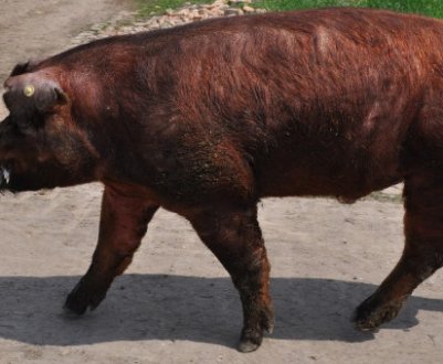 Свині Дюрок: опис породи, вирощування та догляд