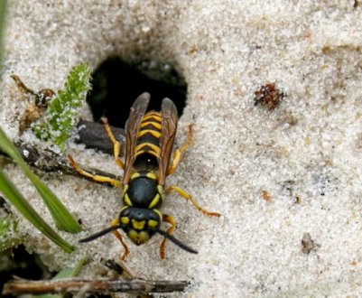 Як боротися з земляними осами?