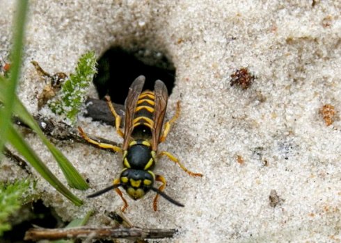 Як боротися з земляними осами?