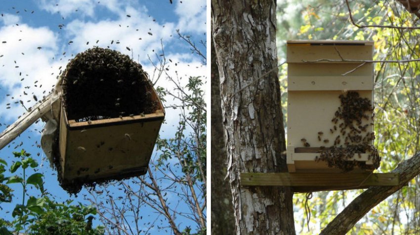 Рійниця для бджіл Рійниця для бджіл