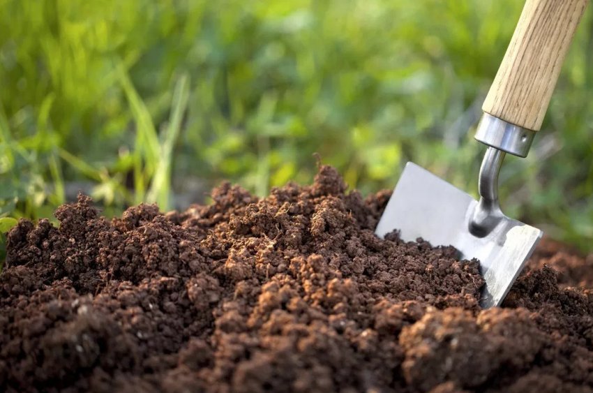 Процес посіву Процес посіву