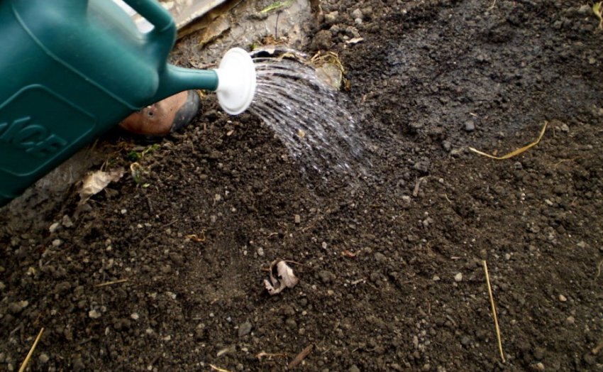 Полив ділянки посіву сидератів Полив ділянки посіву сидератів