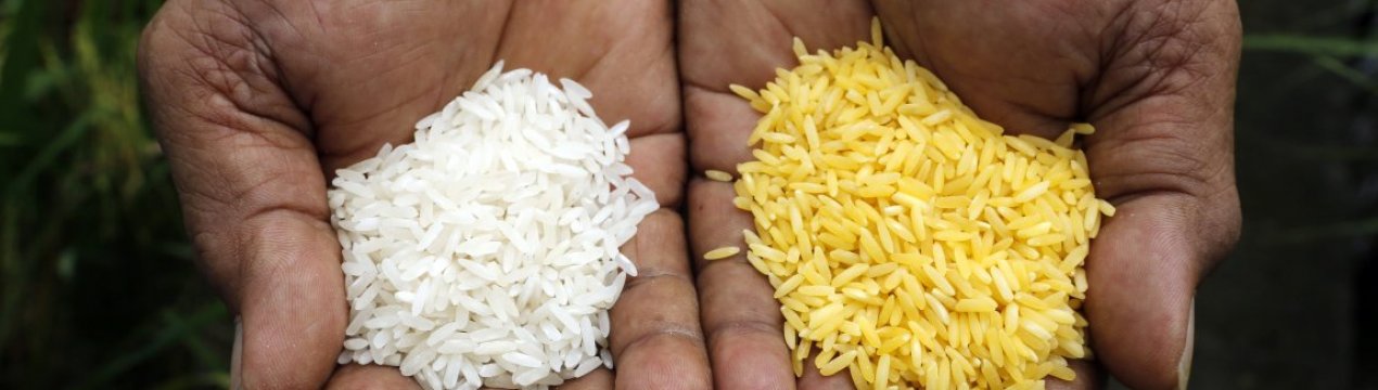 У Нігерії планується випуск нових ГМО-продуктів