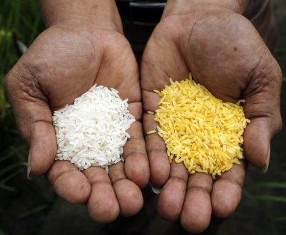 У Нігерії планується випуск нових ГМО-продуктів