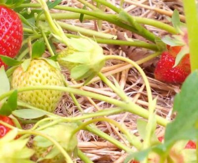 Особливості посадки і догляду за полуницею Шарлотта