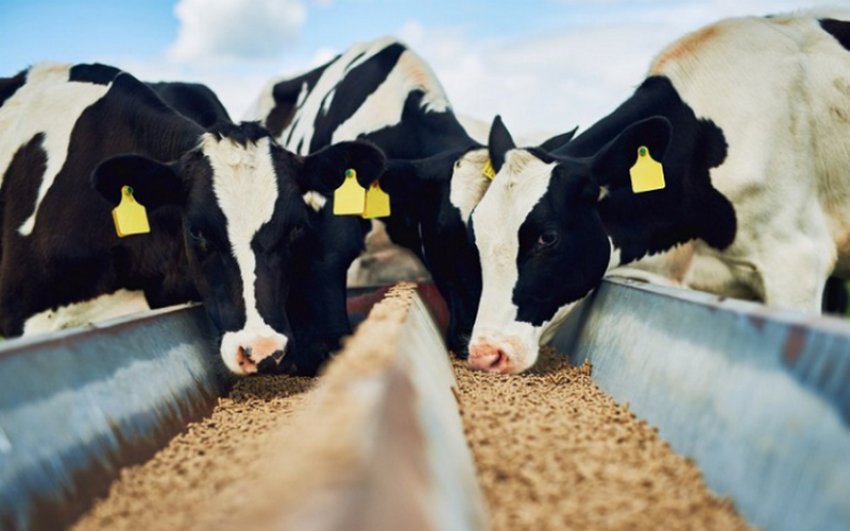 Корови кушают корм