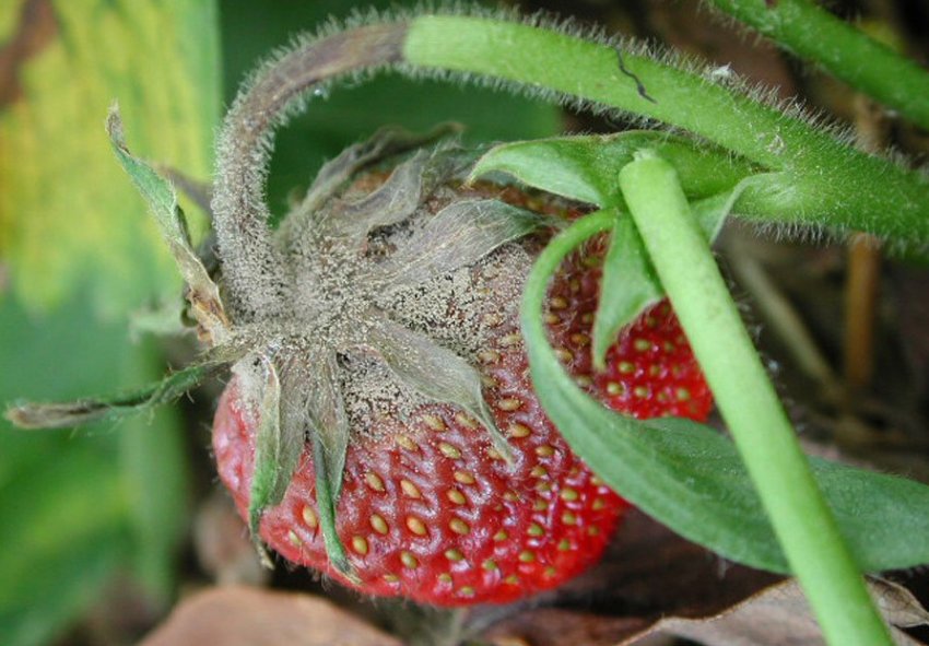 Сіра гниль суниці
