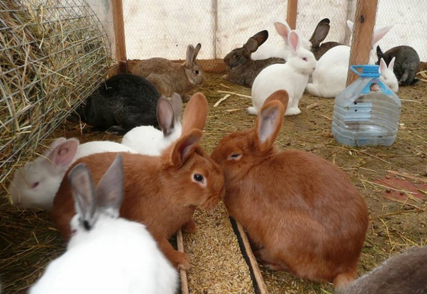 Питание кроликов в теплице