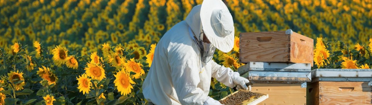 комбинезон пчеловода какой лучше. картинка комбинезон пчеловода какой лучше. комбинезон пчеловода какой лучше фото. комбинезон пчеловода какой лучше видео. комбинезон пчеловода какой лучше смотреть картинку онлайн. смотреть картинку комбинезон пчеловода какой лучше.