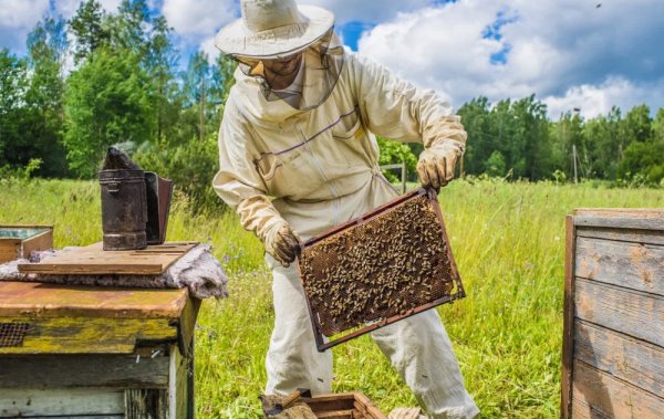 Костюм пчеловода: достоинства, выбор костюма, комплектация костюма, фото