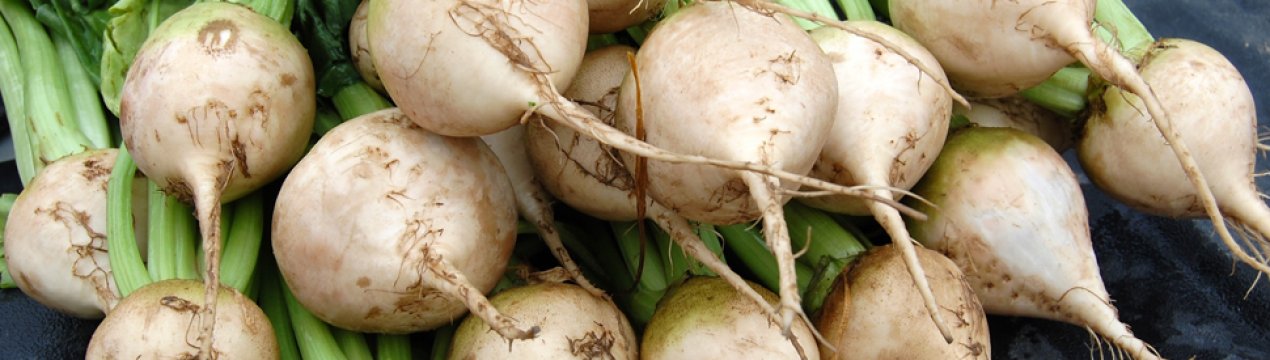 Компанія «Астарта» завершила посів цукрових буряків