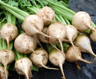 Компанія «Астарта» завершила посів цукрових буряків