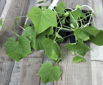 Що робити, якщо розсада огірків сильно витягнулася?