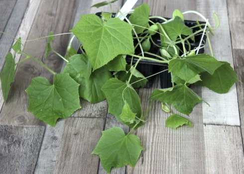 Що робити, якщо розсада огірків сильно витягнулася?