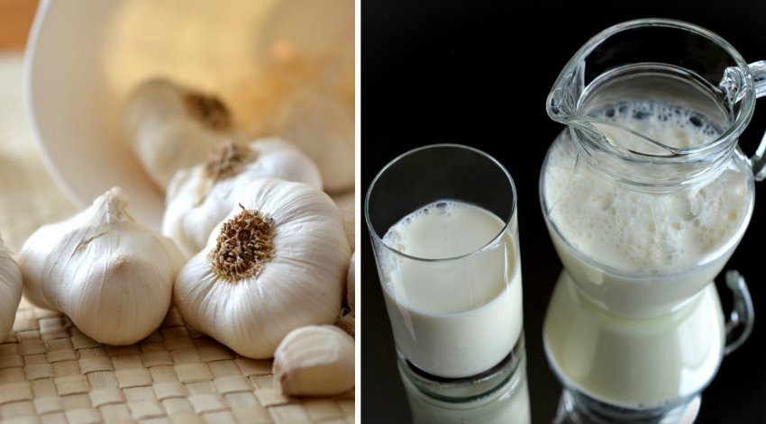 Молоко з цибулею і часником Молоко з цибулею і часником
