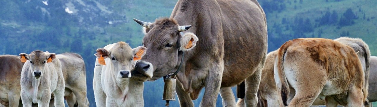 У Хмельницькій області модернізували молочну ферму