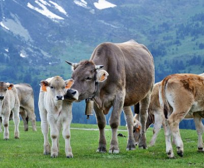 У Хмельницькій області модернізували молочну ферму