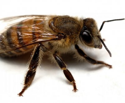 Особливості «Апимакса» для бджіл