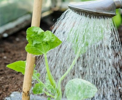 Особливості та правила поливу арбузов і дині