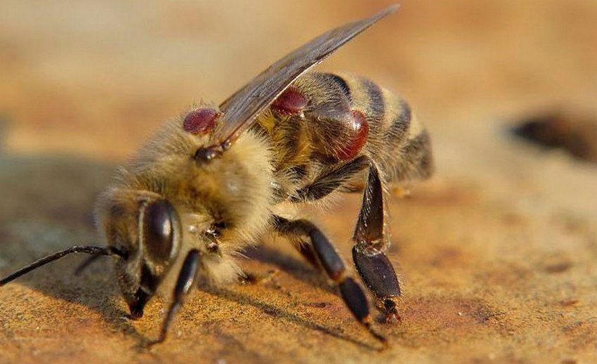 Варроатоз бджіл