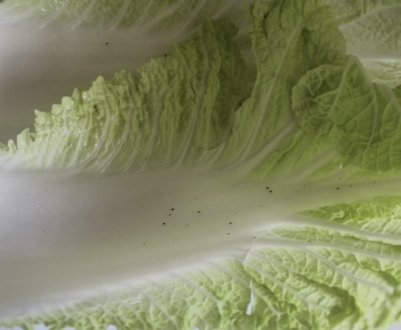 Чому на пекінській капусті чорні крапки?