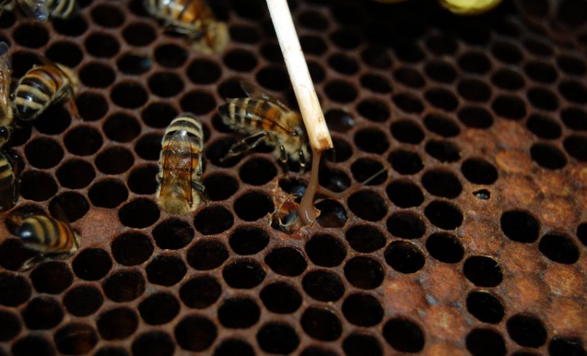 Гнилець бджіл