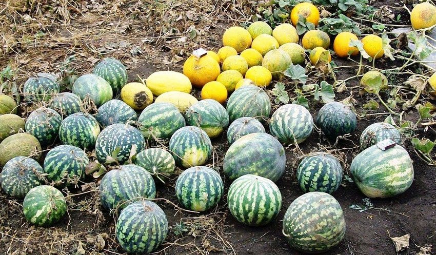 Как и когда поливать арбузы. 68392.pqd6bo.850. Как и когда поливать арбузы фото. Как и когда поливать арбузы-68392.pqd6bo.850. картинка Как и когда поливать арбузы. картинка 68392.pqd6bo.850