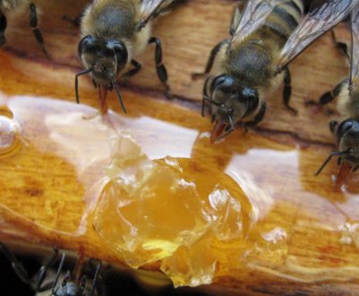 Як правильно підгодовувати бджіл