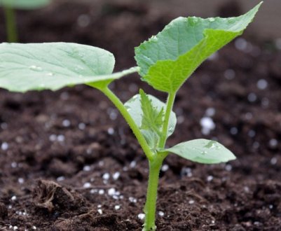 Основні правила підживлення огірків гноєм