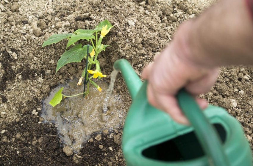 Підживлення огірків Підживлення огірків