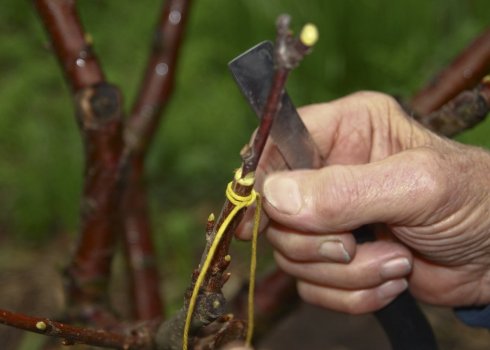 Як і на що можна прищепити абрикос?