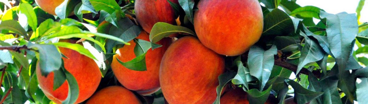 Особенности выращивания сорта персика Коллинз