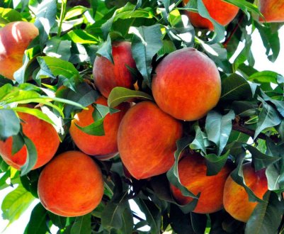 Особливості вирощування сорти персика Коллінз