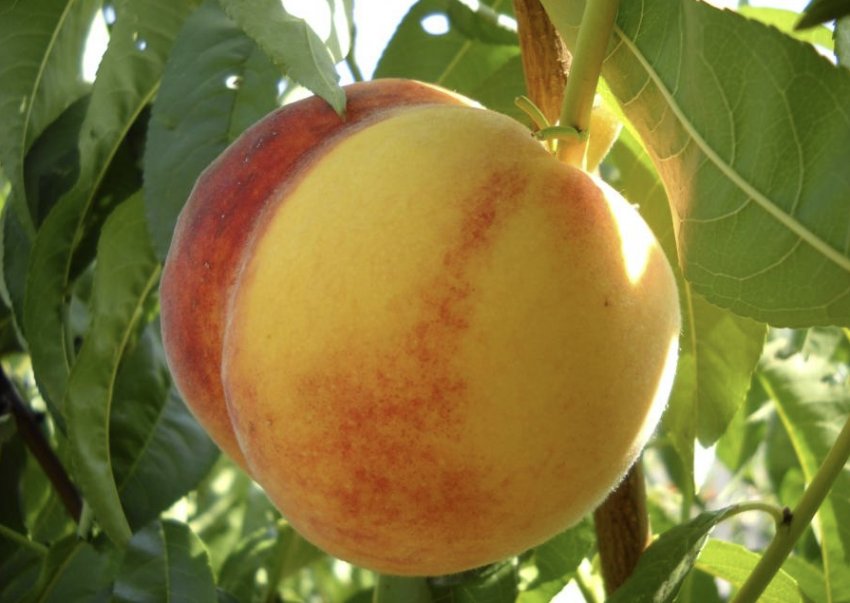 Персик Ветеран