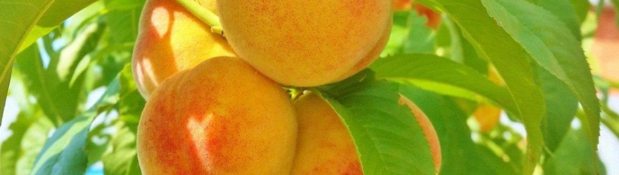 Характеристика і правила вирощування персика Ветеран