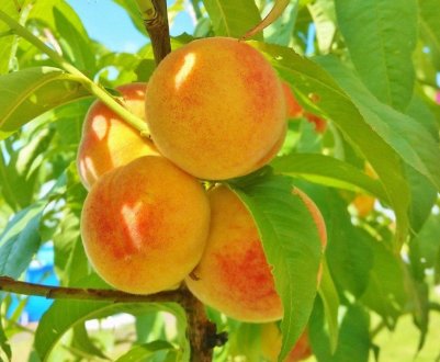 Характеристика і правила вирощування персика Ветеран