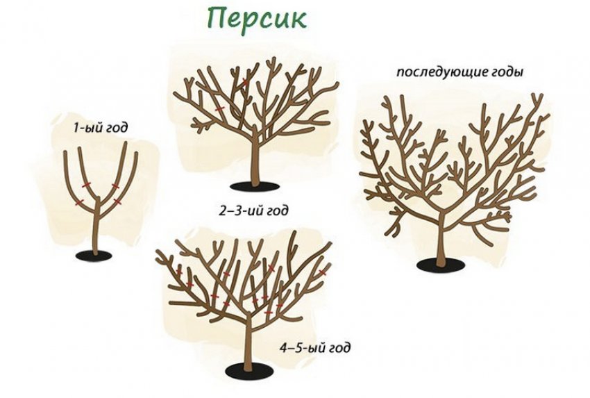 Формування персика за роками