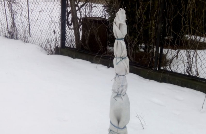 Укритий саджанець персика