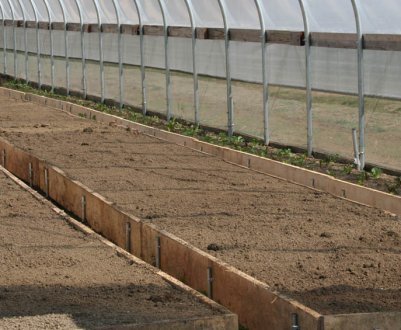 Що робити, якщо земля в теплиці зеленіє?