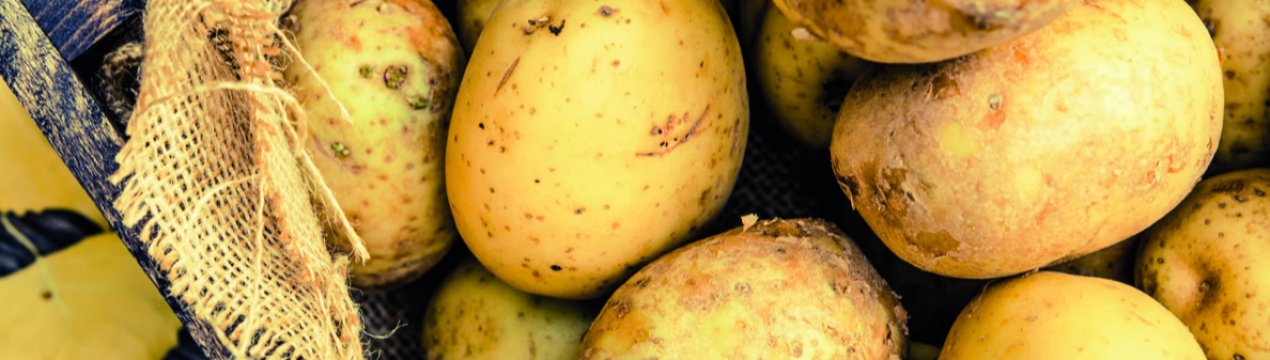 В Києві молоду картоплю продають по 70 грн/кг