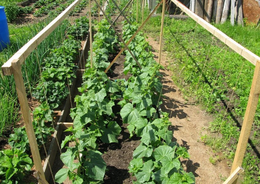 Выракщивание огірків у відкритому грунті Выракщивание огірків у відкритому грунті